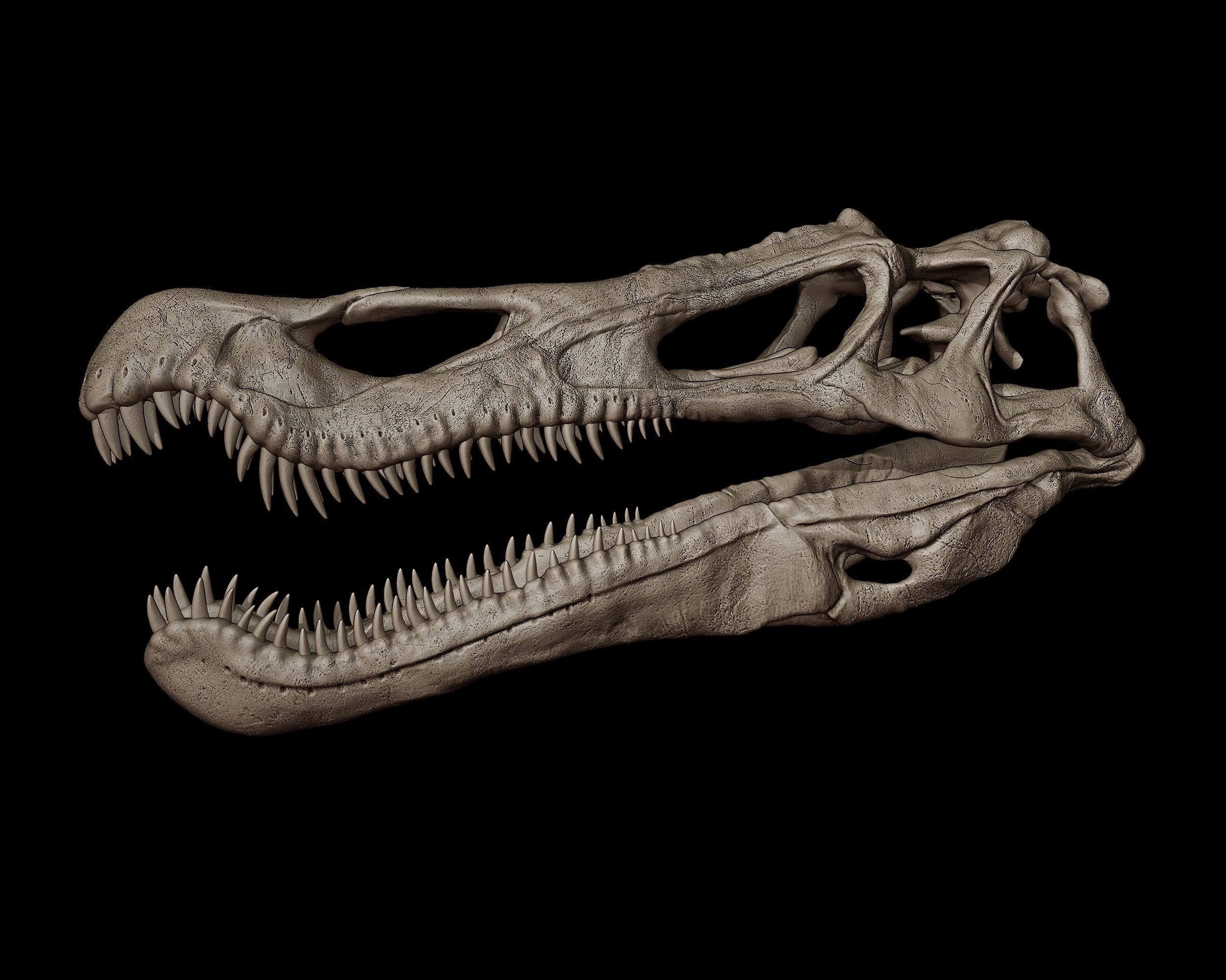 Baryonyx Skull 3D Model 3D Printable CGTrader Baryonyx Skull 3D Model 3D Printable CGTrader