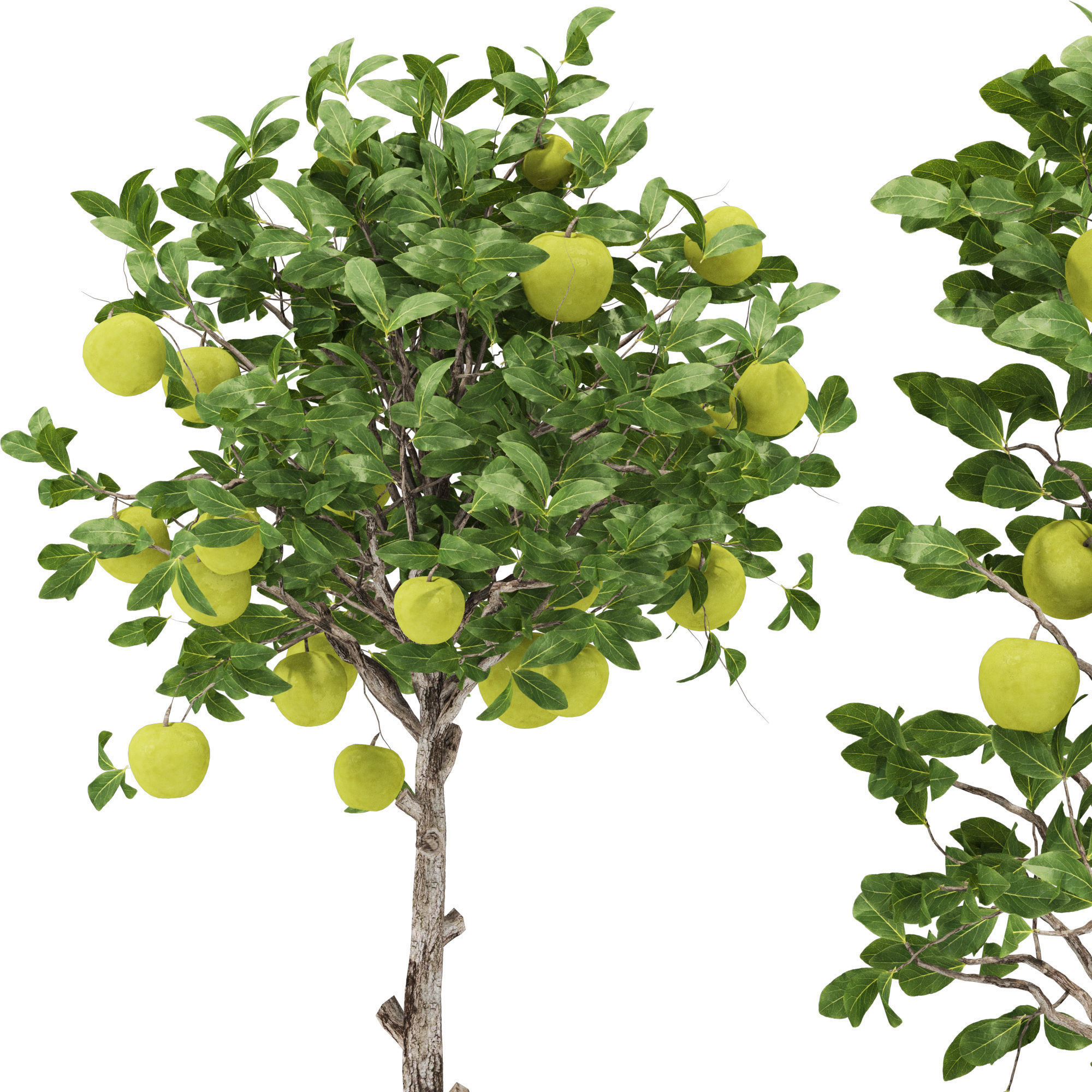 Indoor Apple Tree in Pot 125 3D model CGTrader