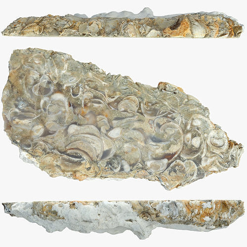 Metasomatite 3D model Chalcedony metasomatite with bivalve molluscs VR / AR / low ...