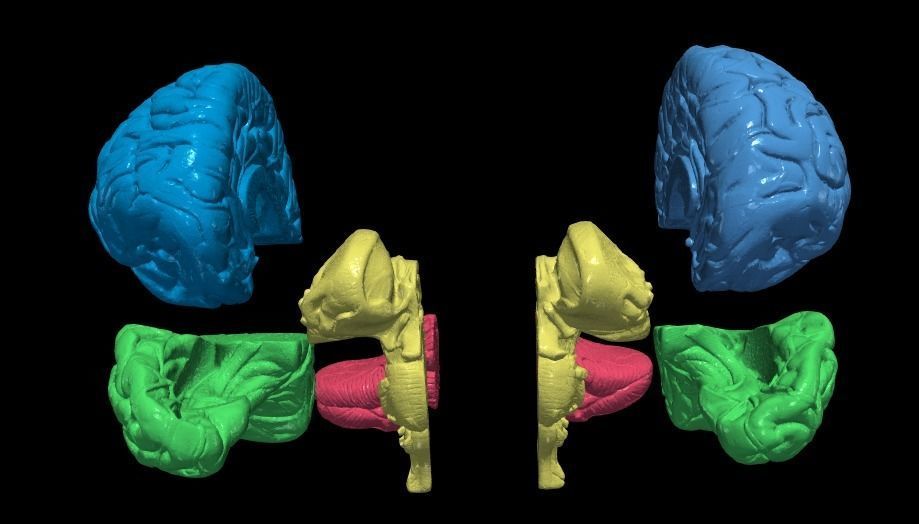 3D Model of Human Brain 3D model | CGTrader