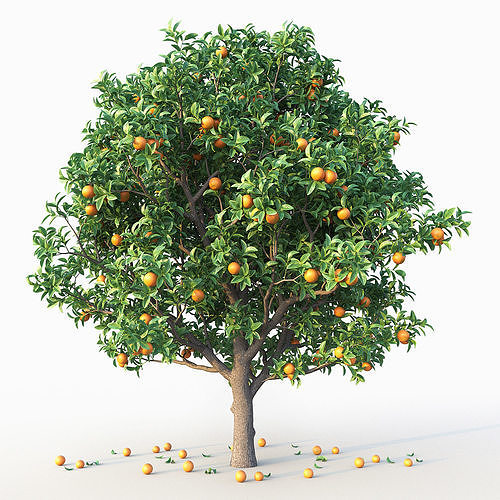 Orange Tree 3D model | CGTrader