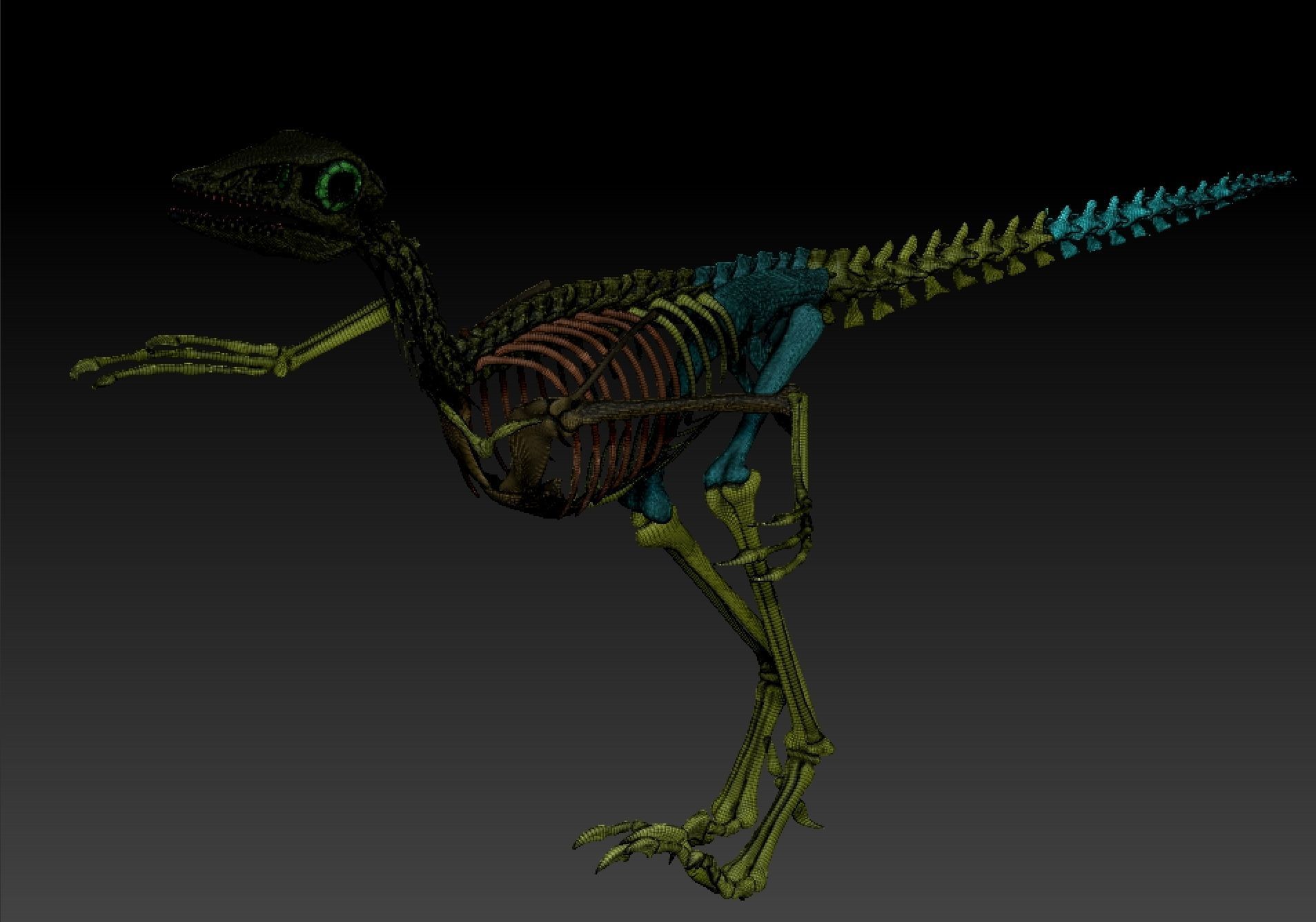 Archaeopteryx Skeleton Full 3D archaeopteryx dinosaur bones 3D model