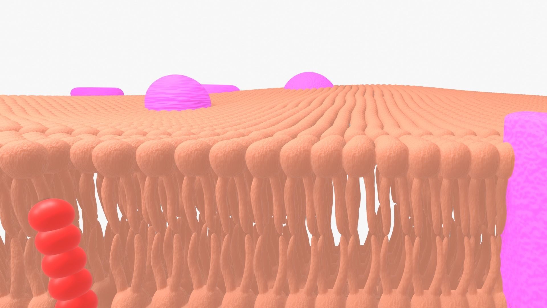 3D model phospholipid cell membrane VR / AR / low-poly | CGTrader