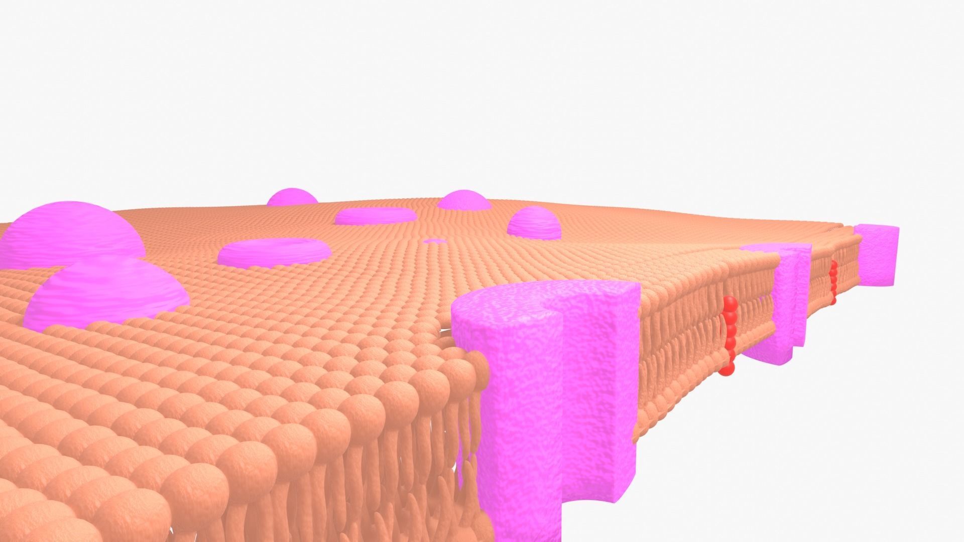 3D model phospholipid cell membrane VR / AR / low-poly | CGTrader