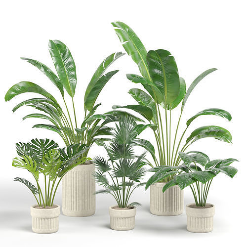 Indoor Plants 01 3D model