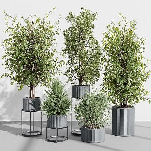 indoor plant set 398 pot tree in a concrete dirt vase