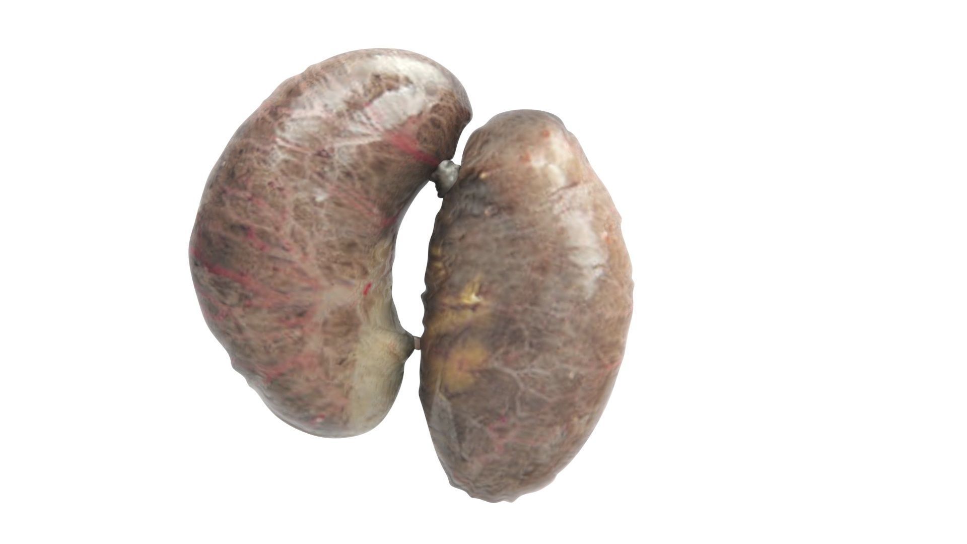 Chicken Kidneys 3D model CGTrader