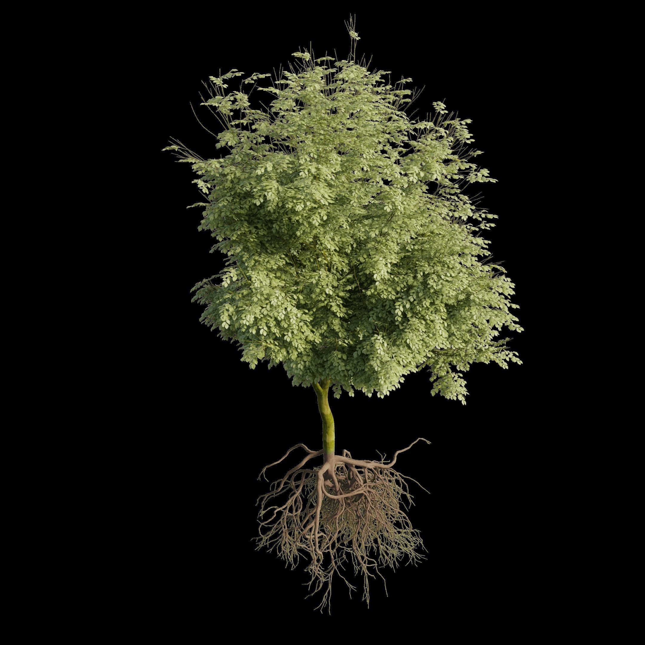 Tree with roots and leaves 3D model 3D model | CGTrader