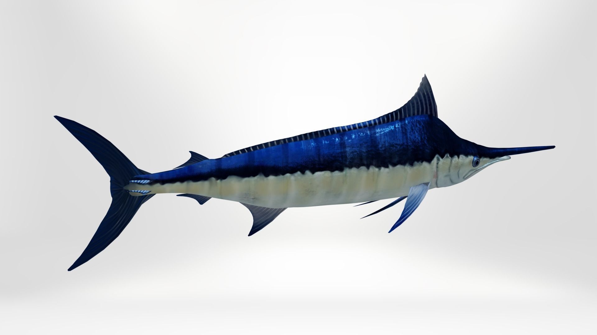 3D model Marlin Fish VR / AR / low-poly | CGTrader