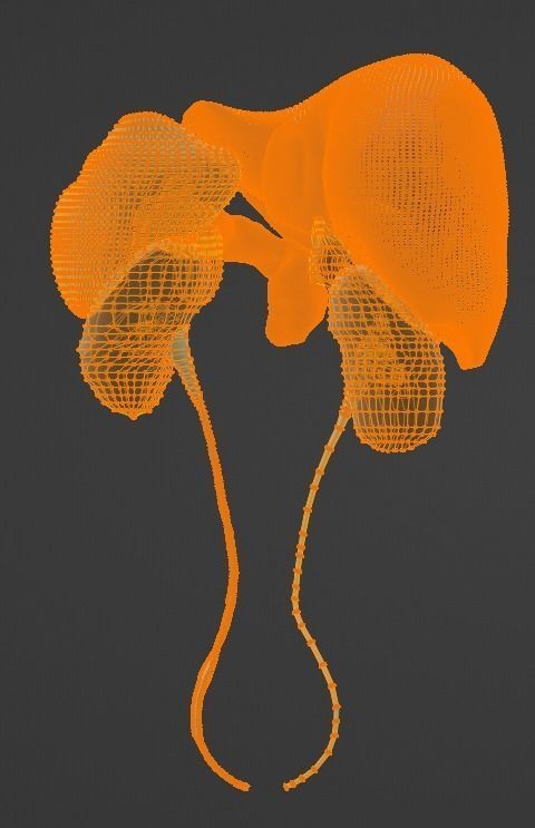 3D Model of Abdominal Organs 3D model | CGTrader