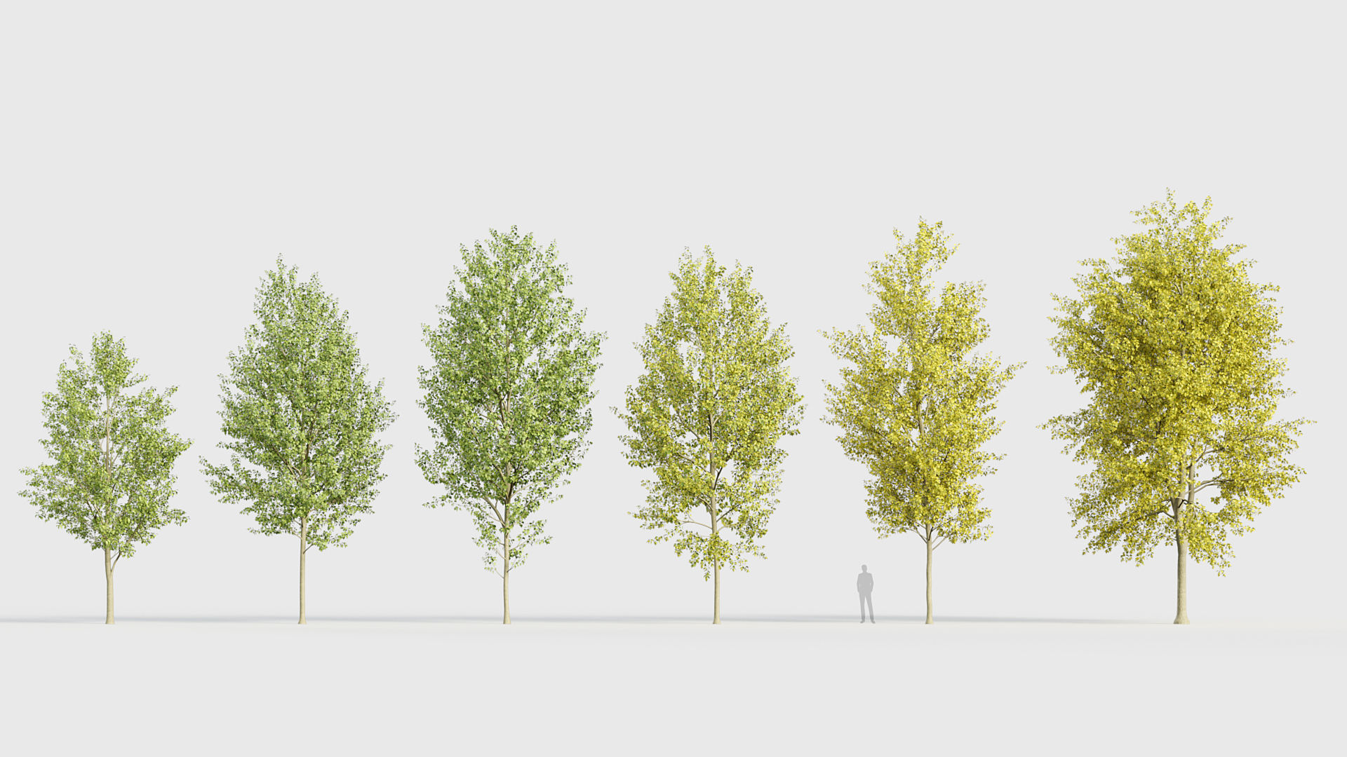 Poplar Items Populus x canadensis Canadian poplar 3D model | CGTrader