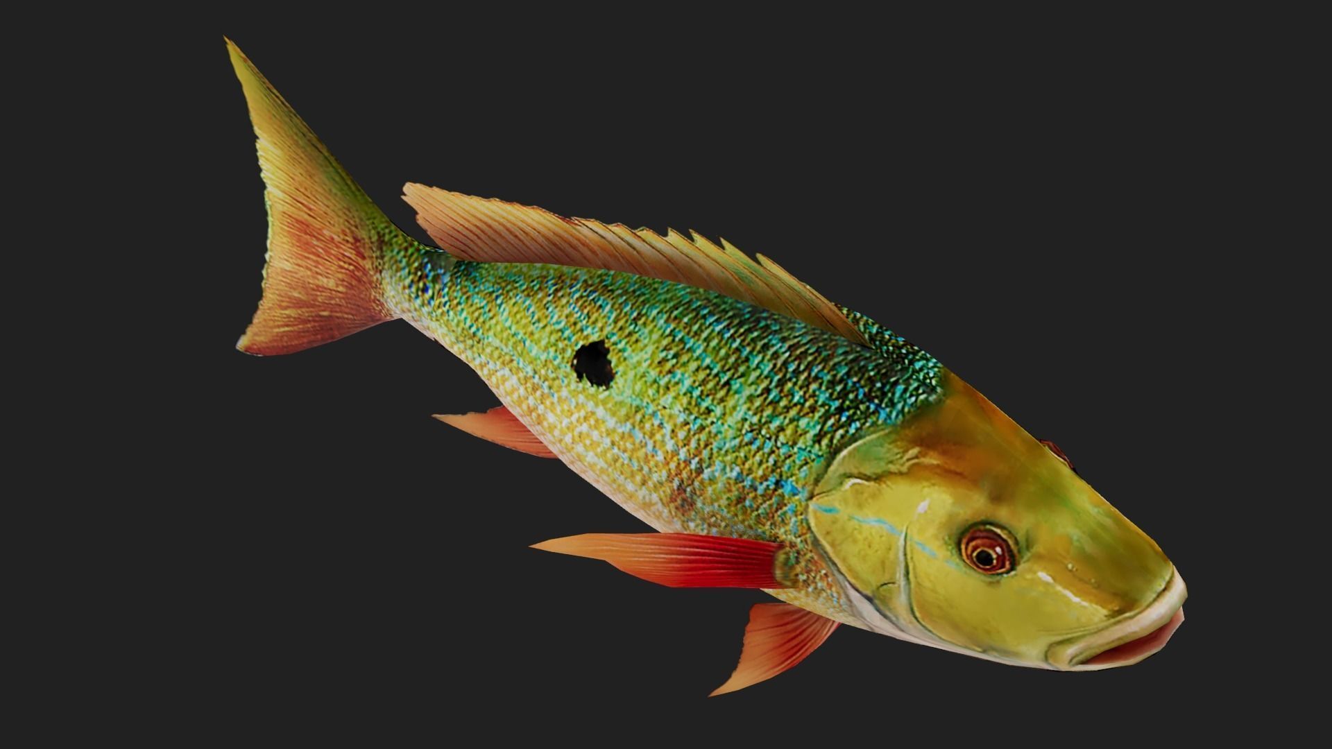 Snapper 3D model rigged | CGTrader