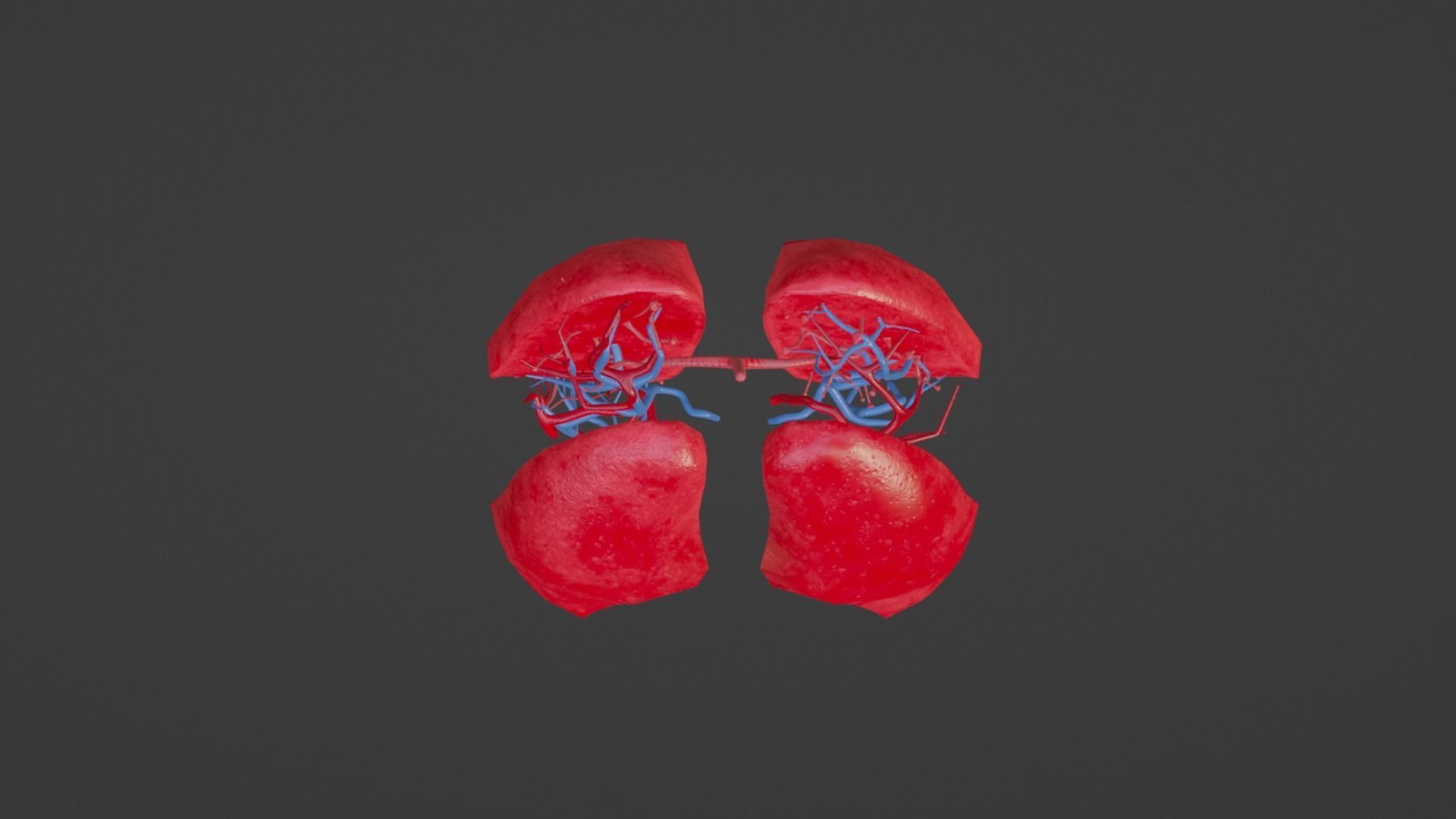3D model Internal Lung VR / AR / low-poly | CGTrader