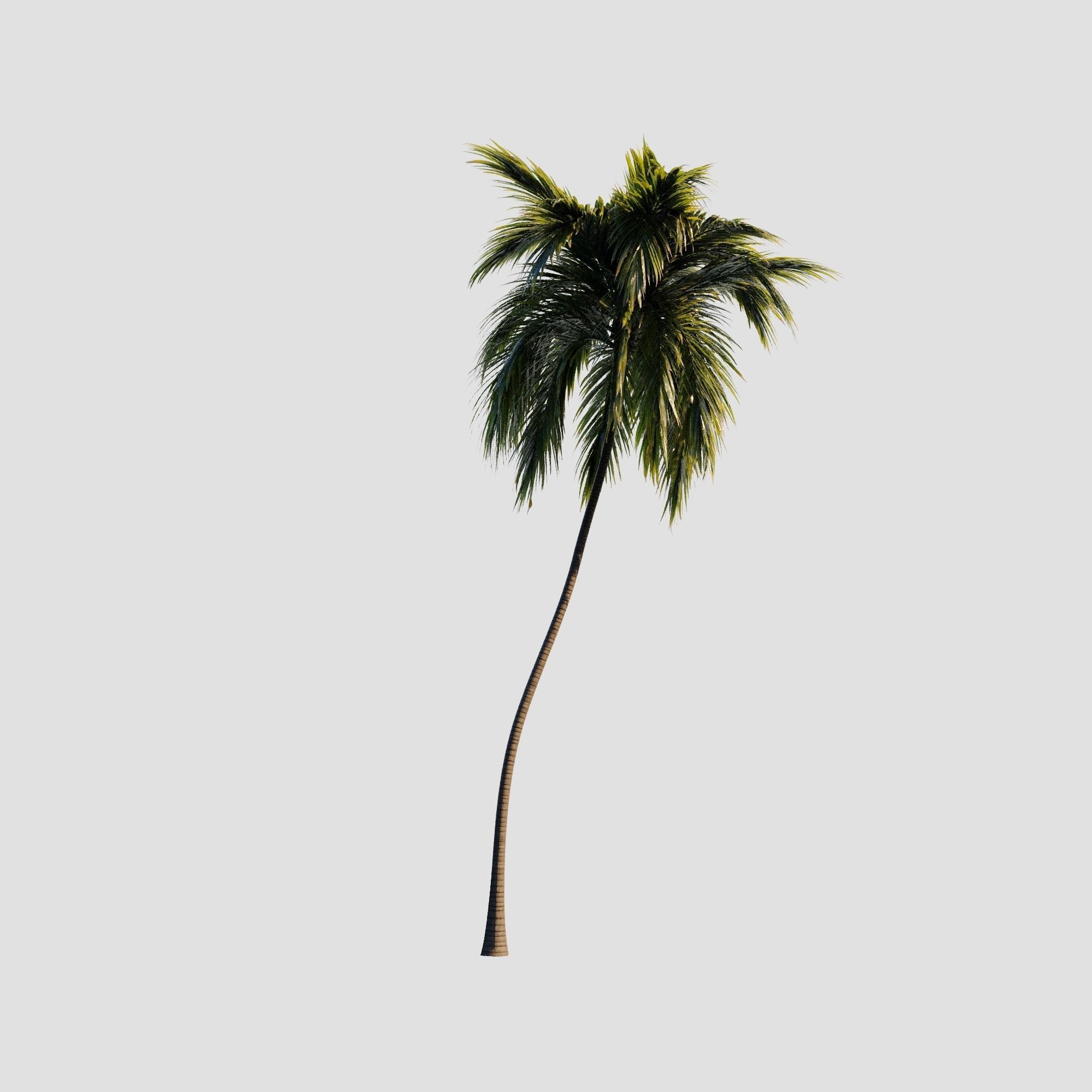 3D model 8 coconuts palms tree set VR / AR / lowpoly CGTrader