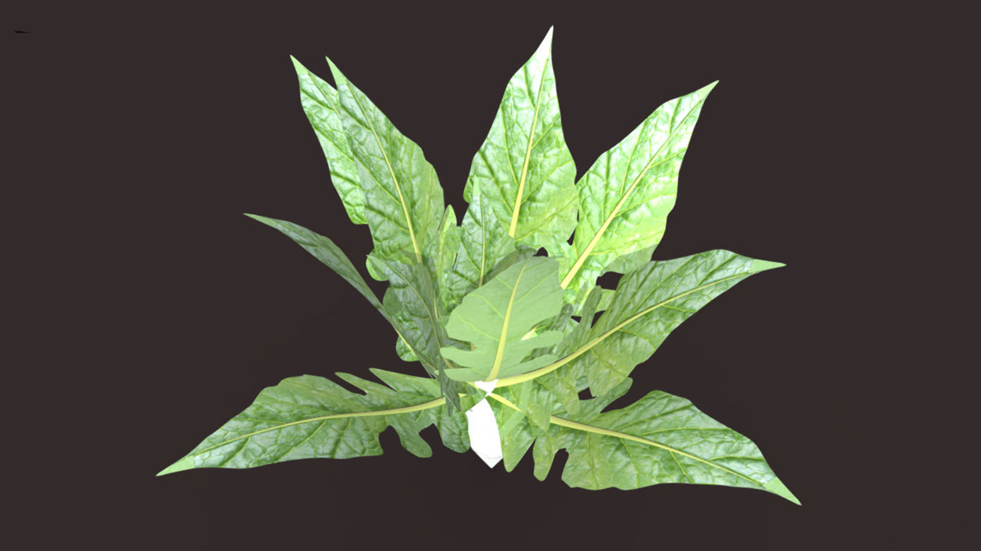 Mula vegetable plant 3D model | CGTrader