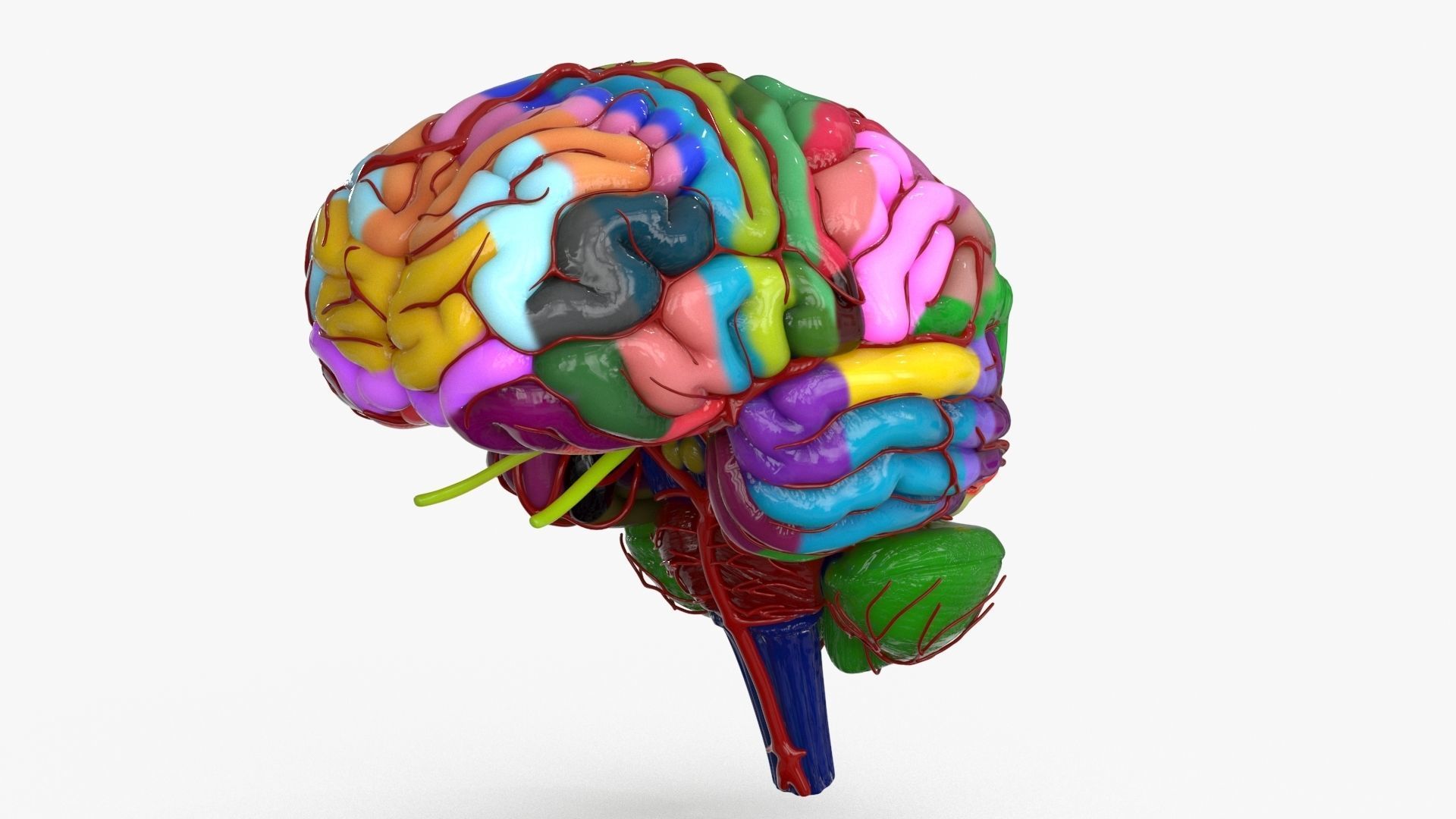 3D model Brain Schematic VR / AR / low-poly | CGTrader