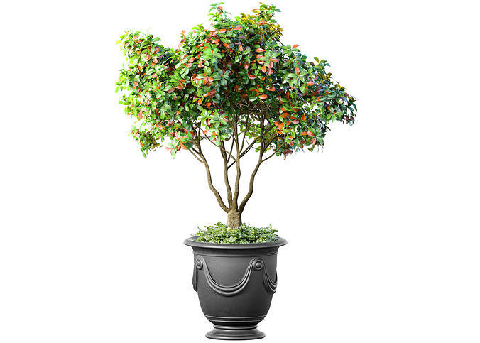 Decorative tree in a classic pot and flowerpot Indoor plant 3D model ...