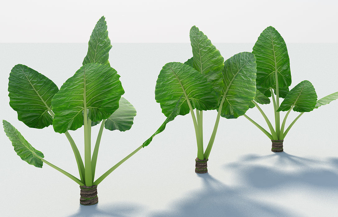 Alocasia Montana Large Exotic Tropical Plant Et Alocasia Montana Large Exotic Tropical Plant Model Max Obj Mtl Fbx Blend 3