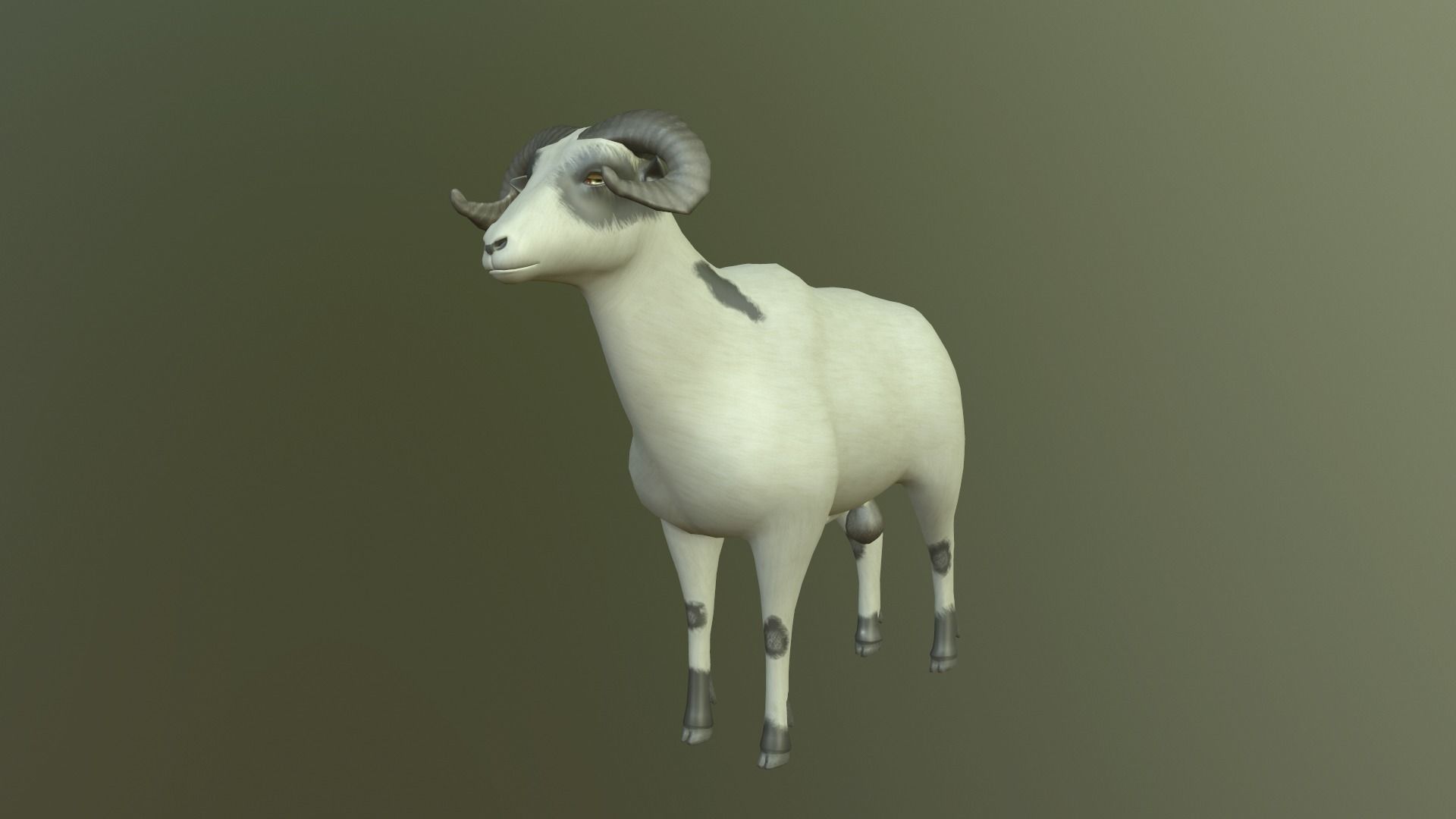 Sheep