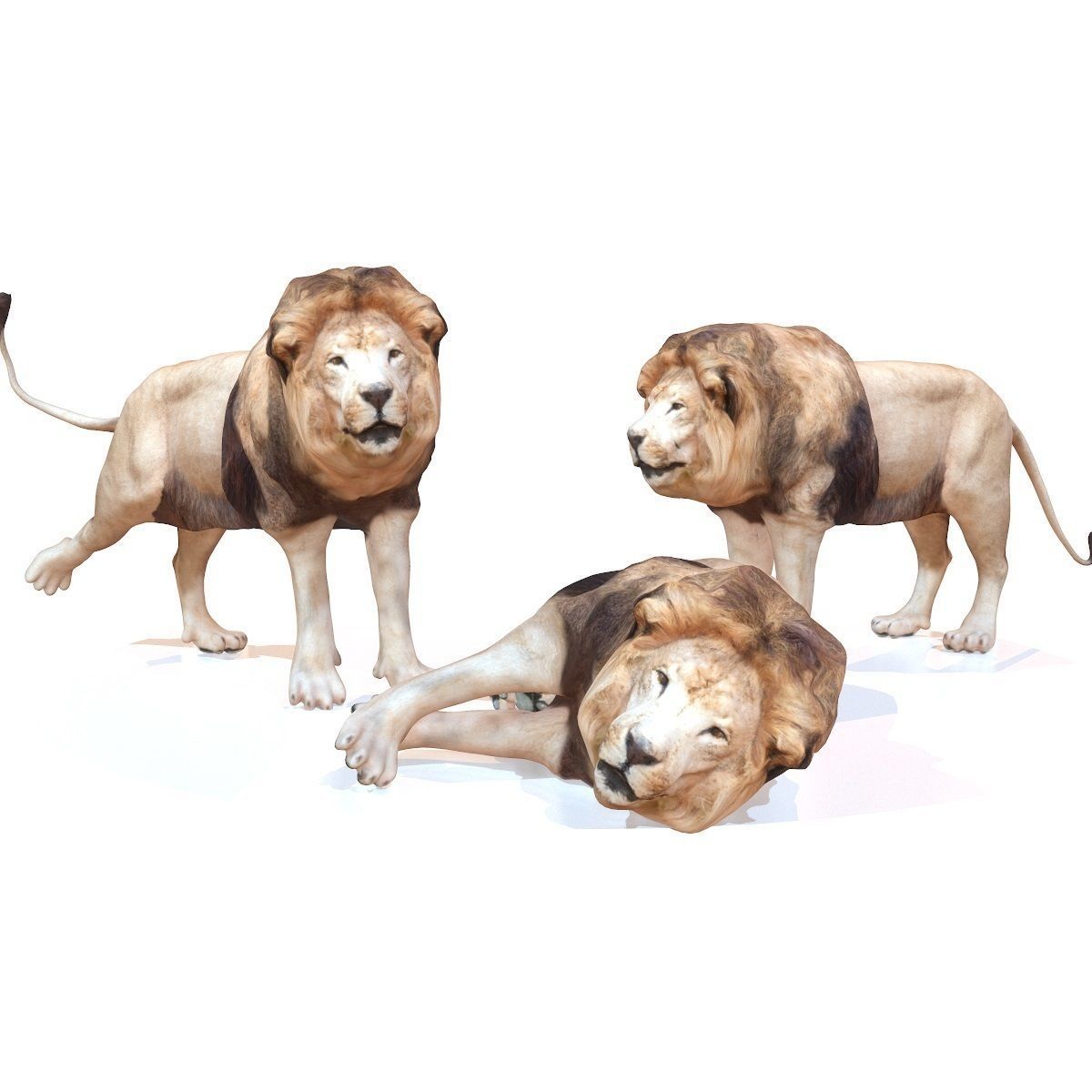 3D model Lion Rigged VR / AR / lowpoly rigged CGTrader