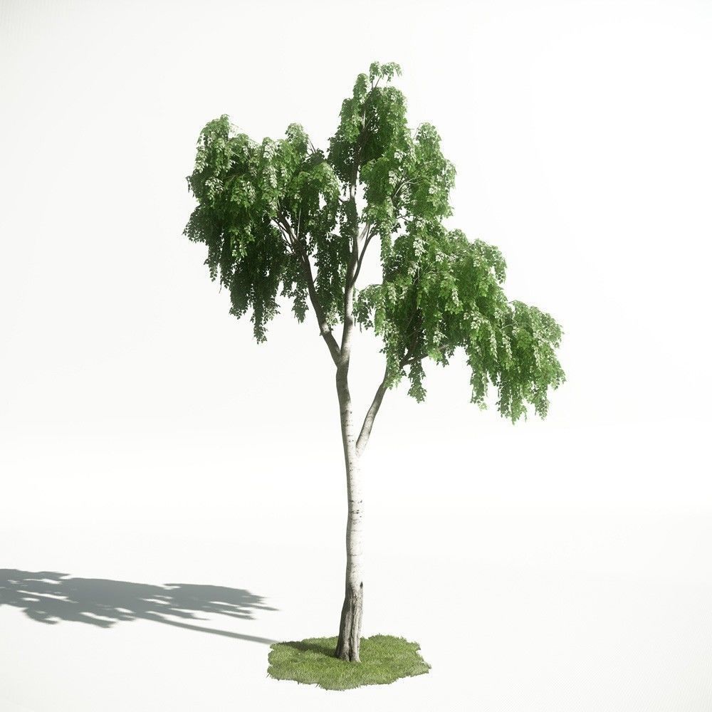 Tree 17 amce1 3D model