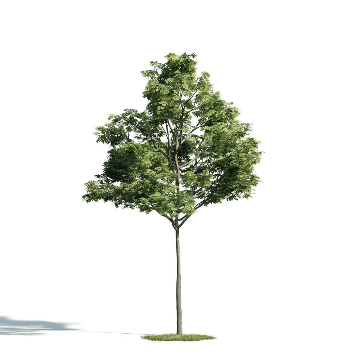 Tree 37 am171 3D model
