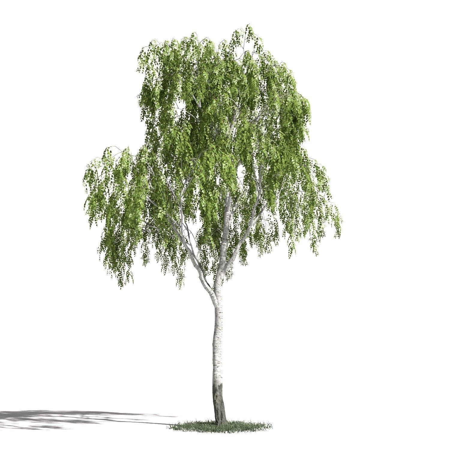 Tree 16 amb1 3D model