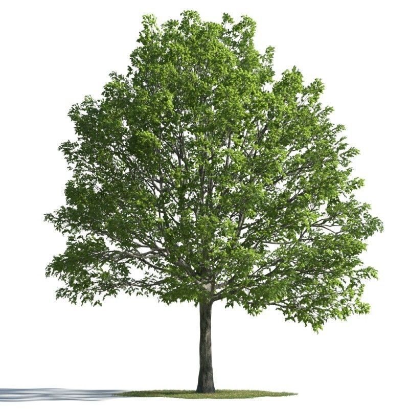tree 34 AMC01 3D model