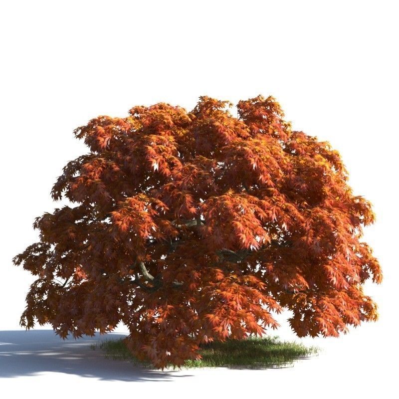 tree 37 AMC01 3D model