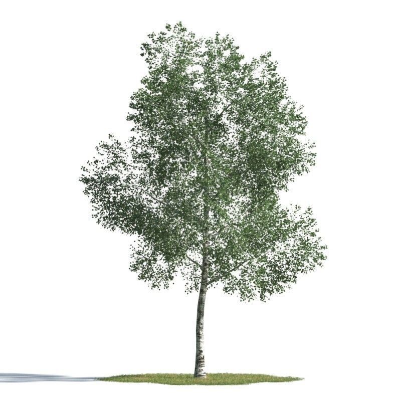 Tree 40. Archmodels for corona vol 1. дерево под 40 м. linden tree texture for corona.