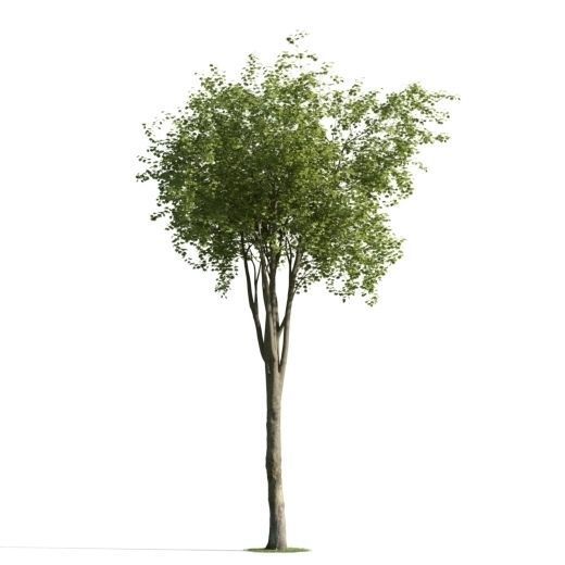 tree 19 am163 3D model