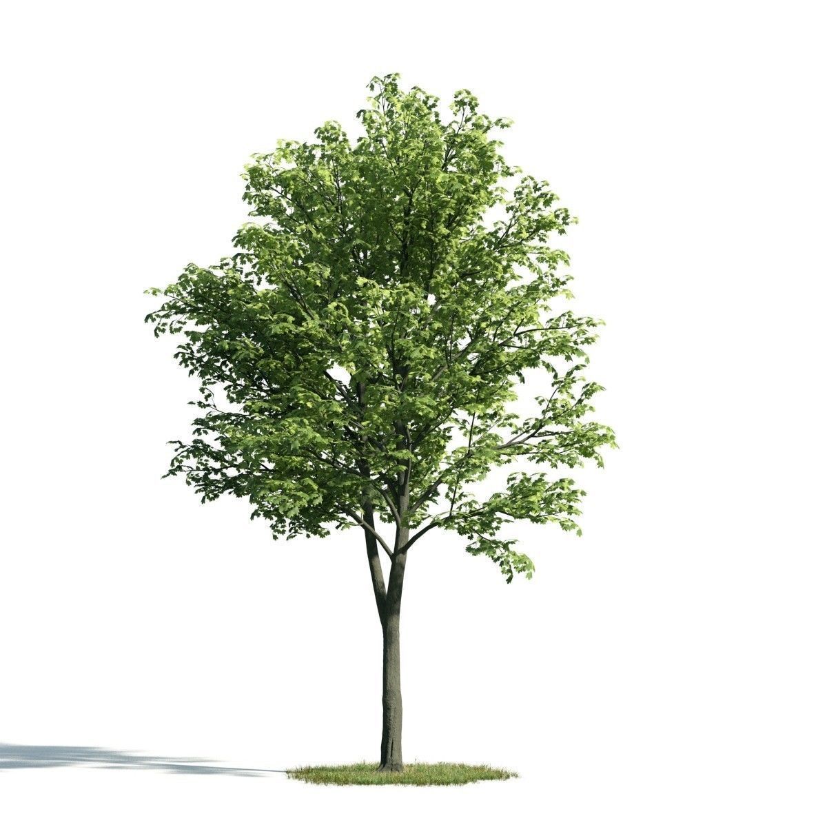 Tree 24 am171 3D model