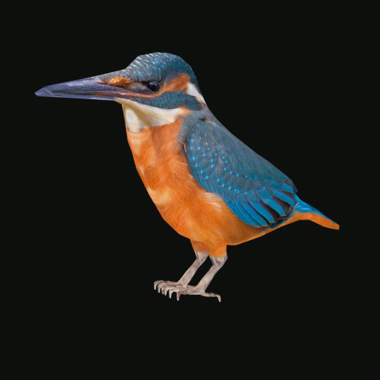 alcedo Low-poly  3D model