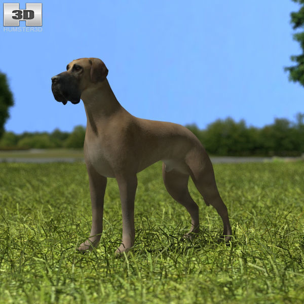 Great Dane