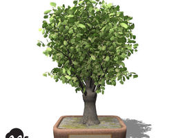 xfrogplants ginkgo - bonsai 3d model max 3ds c4d lwo lw lws ma mb vue xfrogplants ginkgo - bonsai 3d model max 3ds c4d lwo lw lws ma mb vue