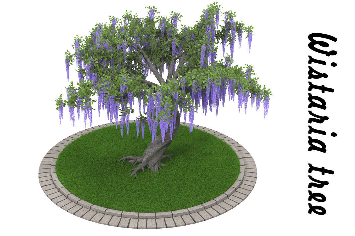 Wistaria tree 3D model