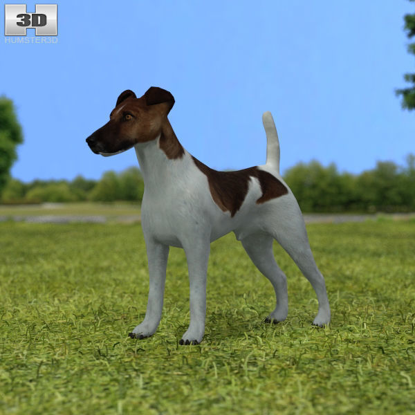 Fox Terrier