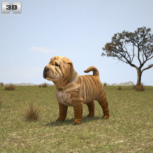 3d model shar pei