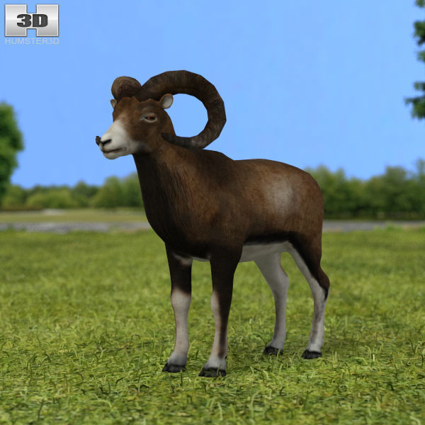 Mouflon