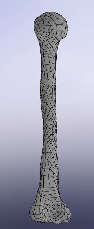 Humerus human bone based on CT