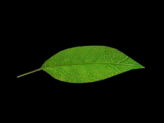tree leaf