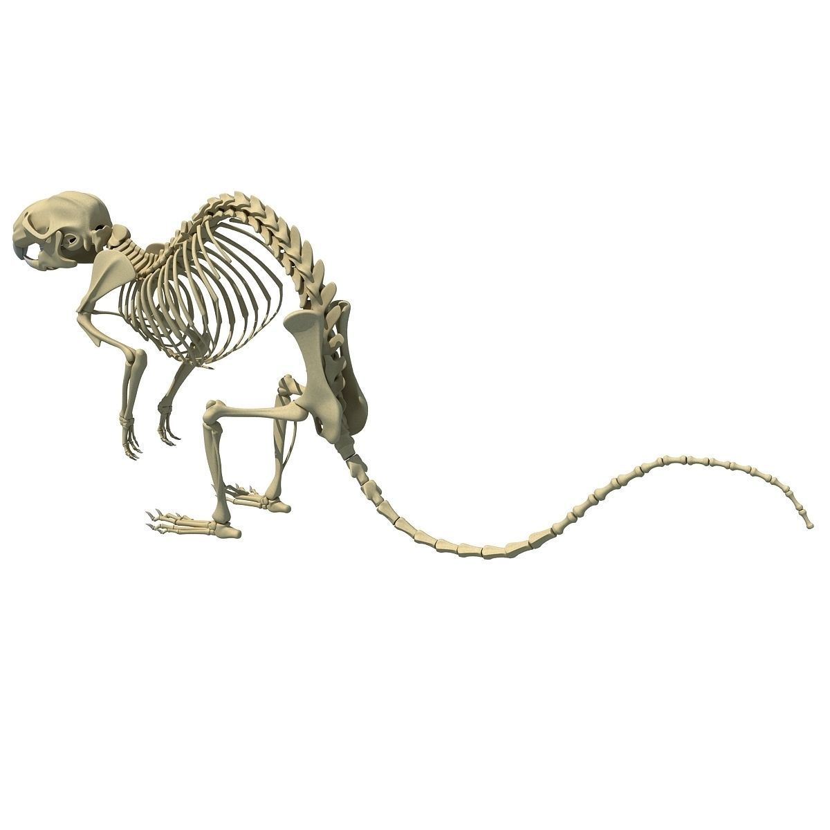 Rat Skeleton 3D model | CGTrader