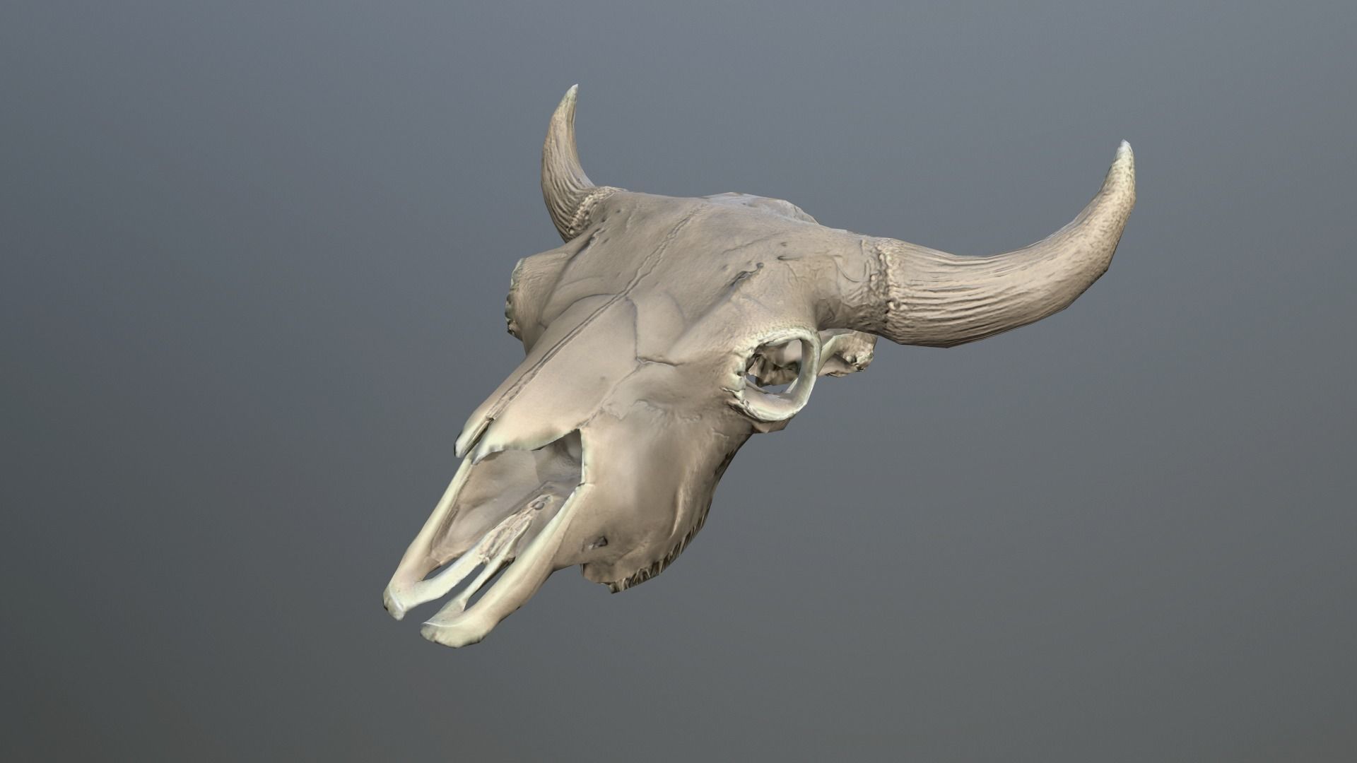 3D model Cow Skull VR / AR / lowpoly CGTrader