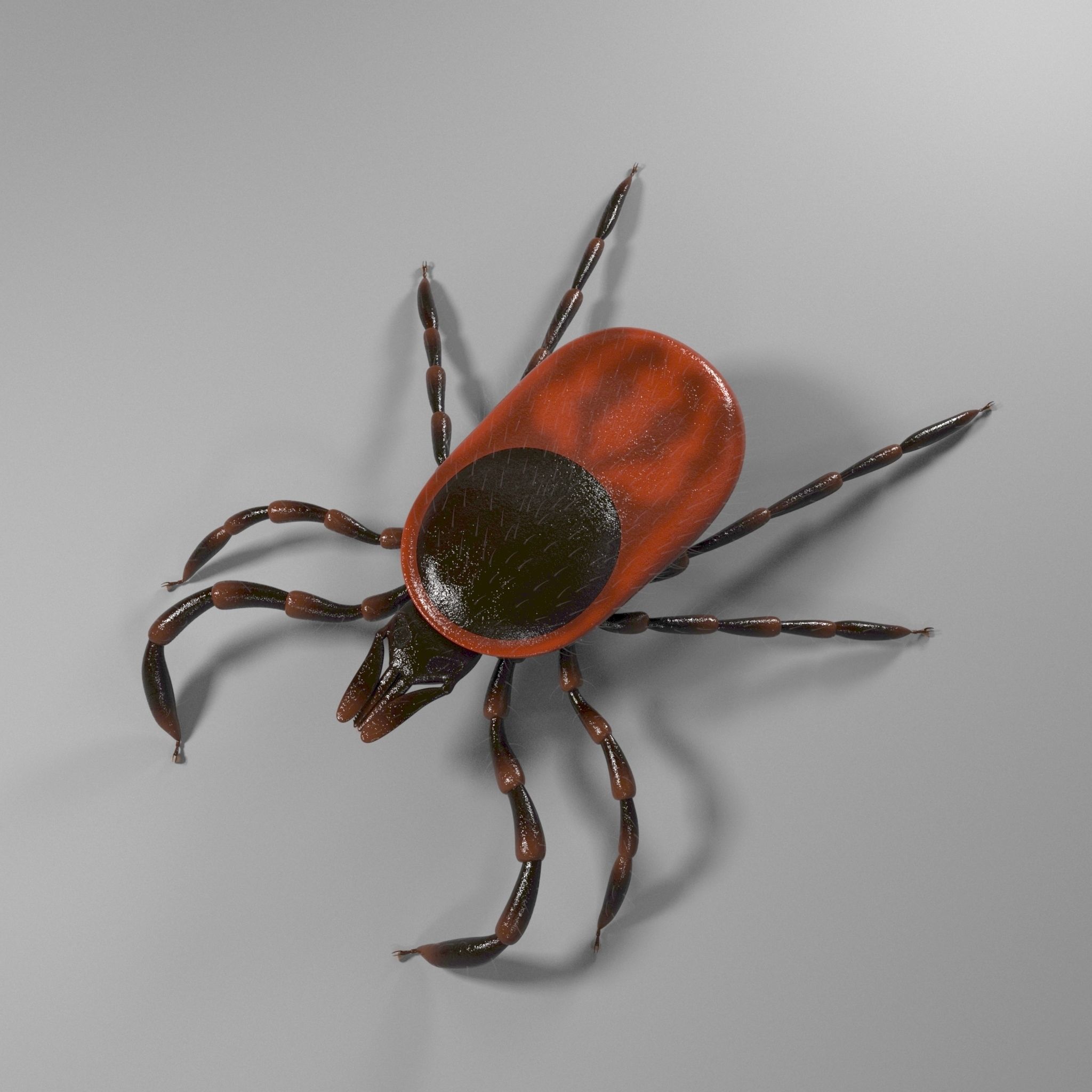 3D Tick