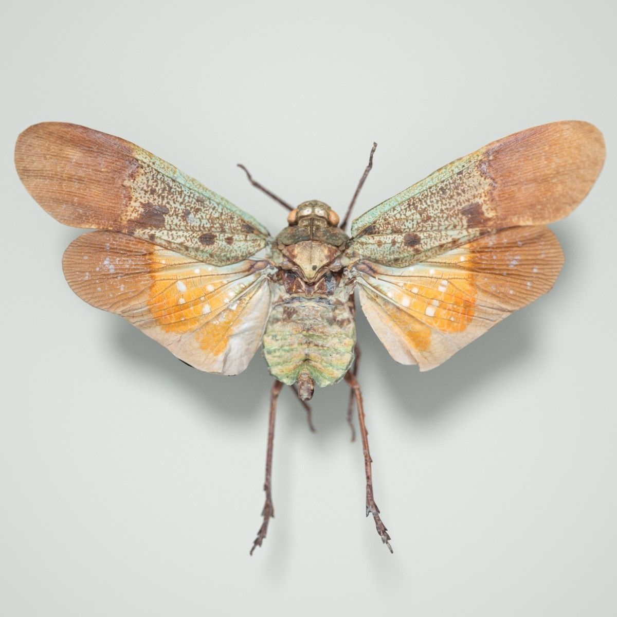 Cicada Penthicoides Farinosa Borneo Insect