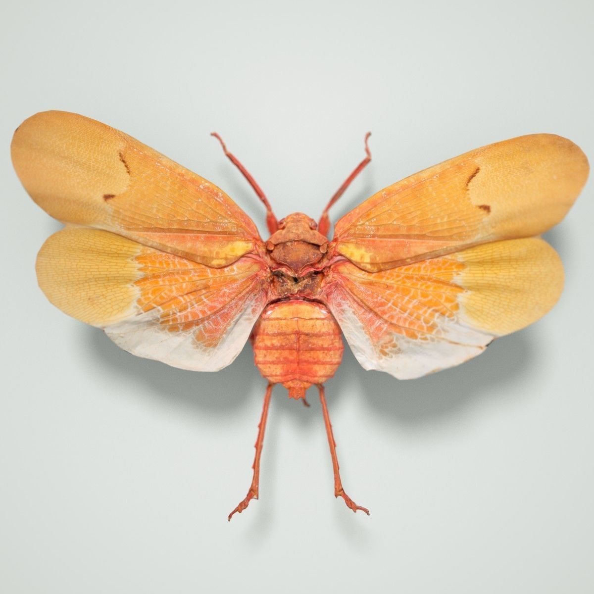 Cicada Scamandra Sanguiflua Sulawesi Insect