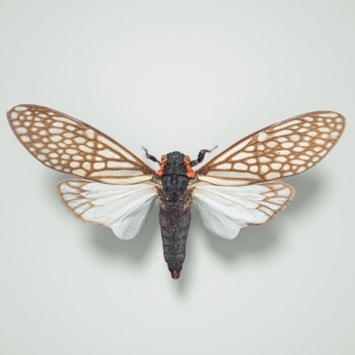 cicada-ambragaena-palatinus-china-insect-3d-model-low-poly-obj-mtl-fbx-ma-mb-dxf-stl-dae.jpg