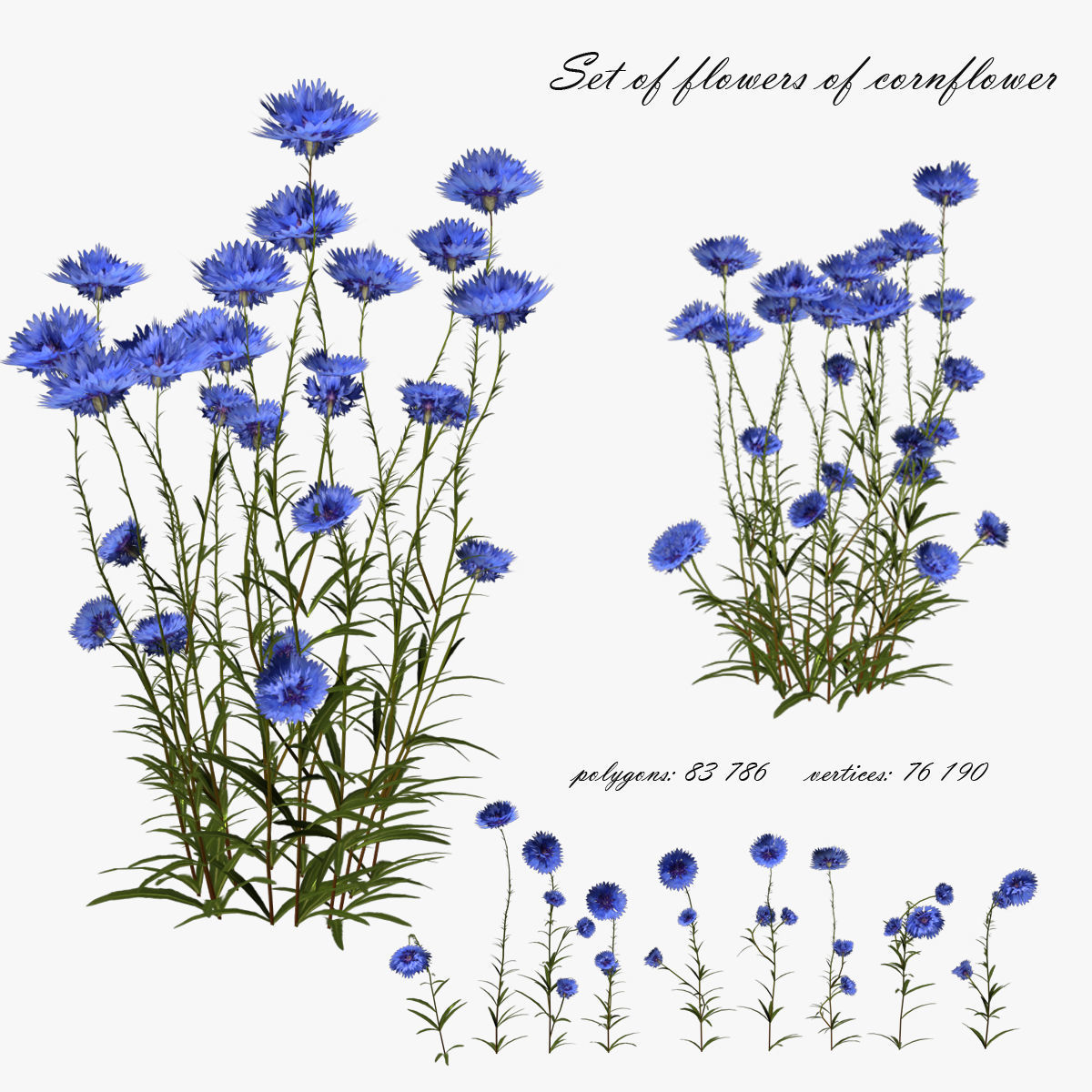 Cornflower Flower 3D