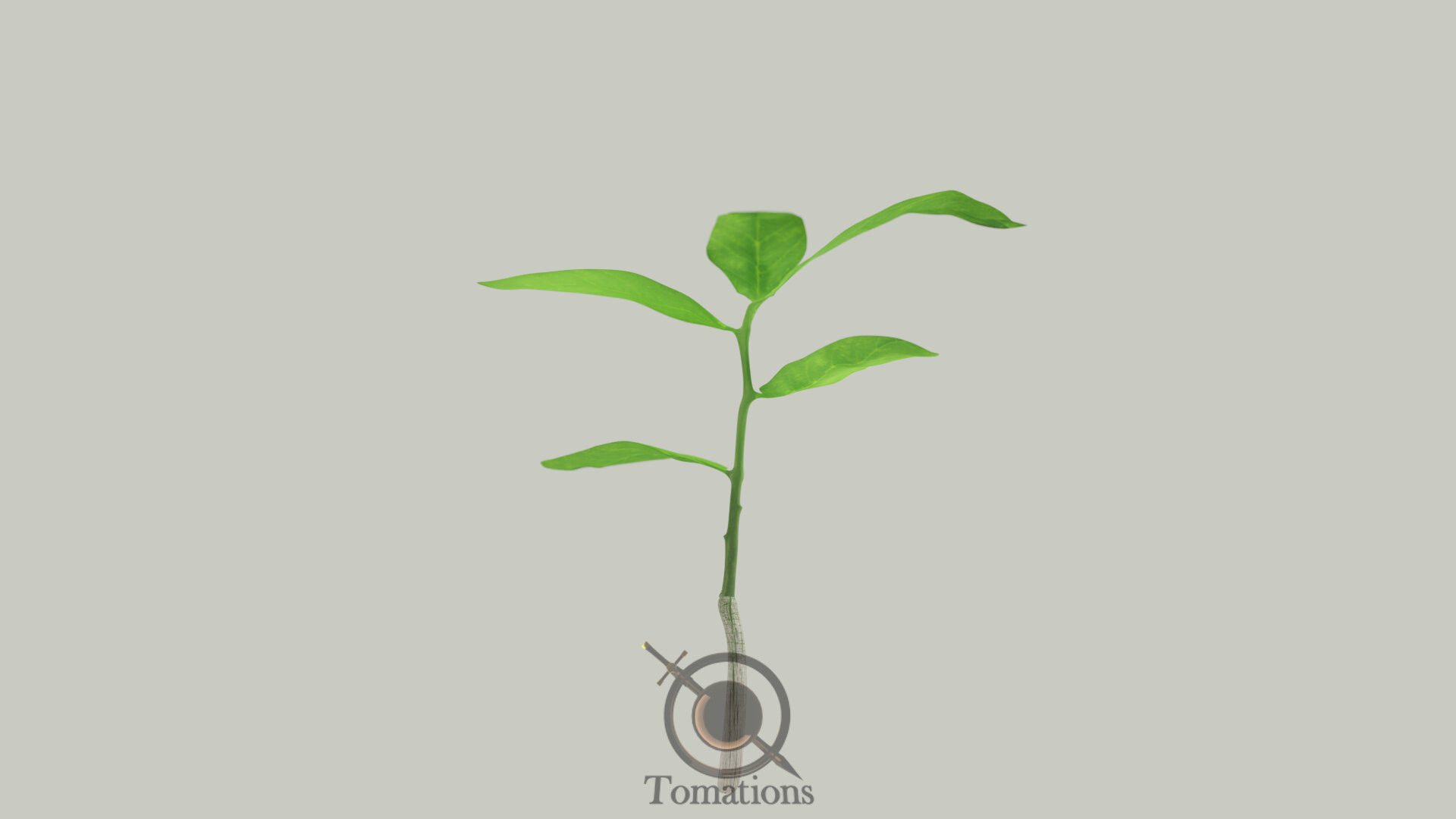 Sprout
