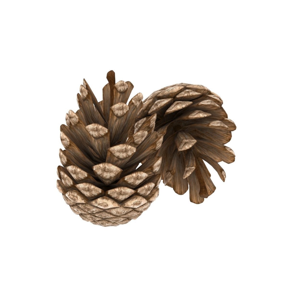 Pine cone